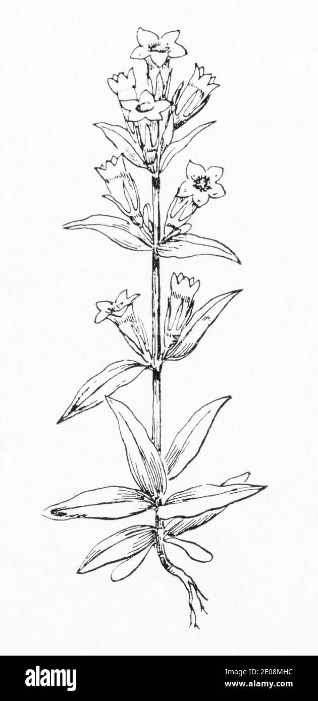 Ancienne gravure d'illustration botanique de Gentianella amarella / gentiane d'automne. Plante médicinale traditionnelle. Voir Remarques Banque D'Images