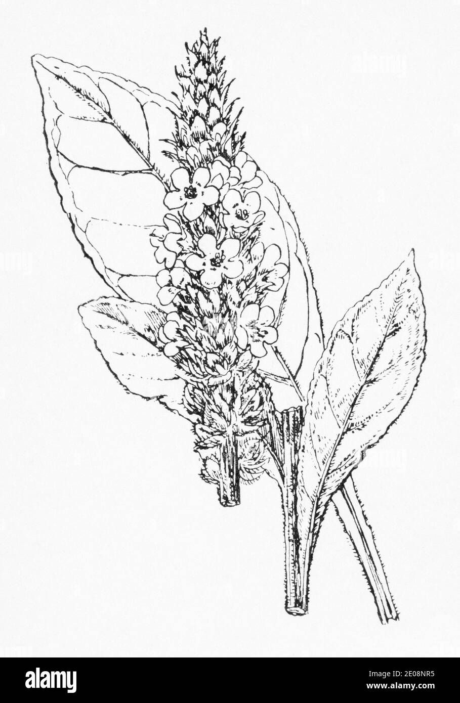 Ancienne gravure d'illustration botanique de Verbascum thapsus / Grand Mullein. Plante médicinale traditionnelle. Voir Remarques Banque D'Images