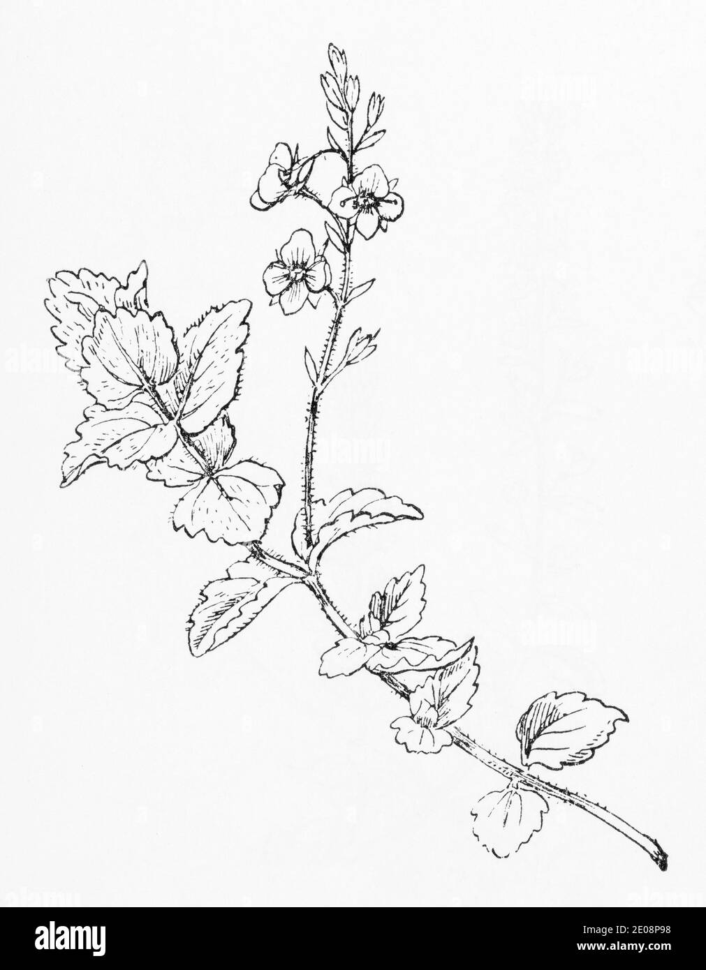 Ancienne gravure d'illustration botanique de Veronica chamaedrys / Germander Speedwell. Plante médicinale traditionnelle. Voir Remarques Banque D'Images