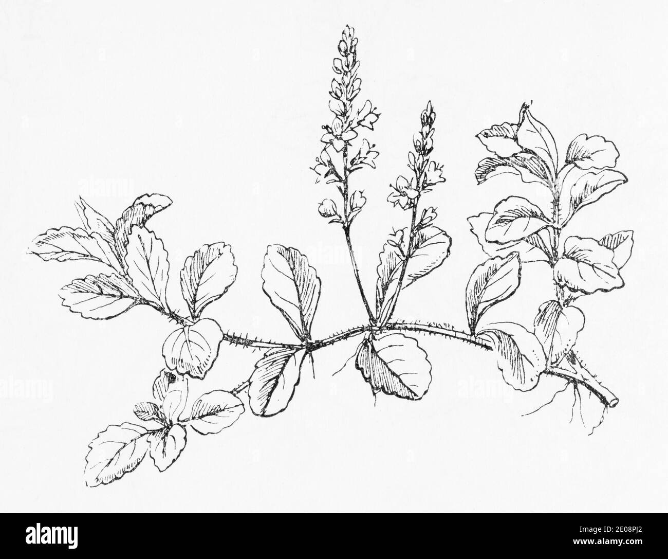 Ancienne gravure d'illustration botanique de Veronica officinalis / Common Speedwell. Plante médicinale traditionnelle. Voir Remarques Banque D'Images