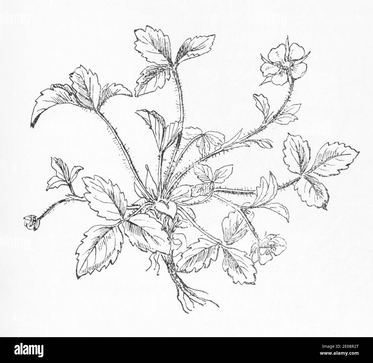 Ancienne gravure d'illustration botanique de Potentilla sterilis / Barren Strawberry. Plante médicinale traditionnelle. Voir Remarques Banque D'Images