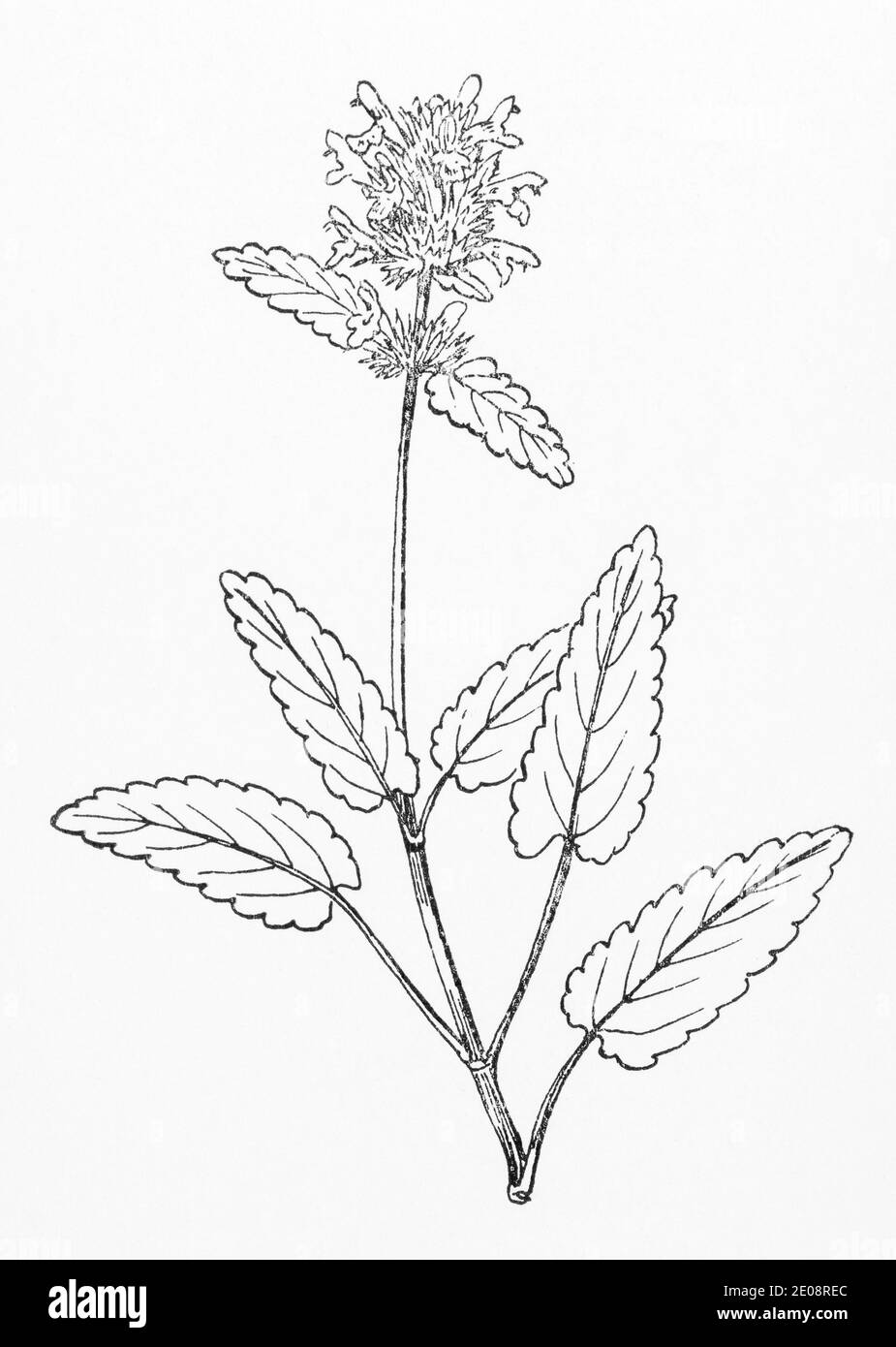 Ancienne gravure d'illustration botanique de bois Betony / Betonica officinalis, Stachys officinalis. Plante médicinale traditionnelle. Voir Remarques. Banque D'Images
