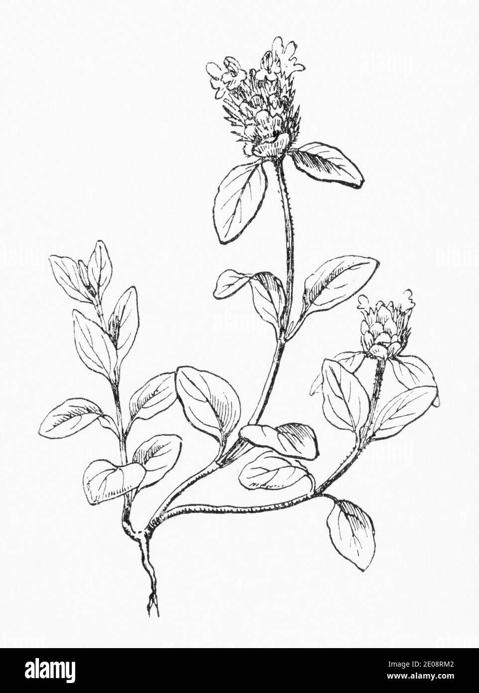 Ancienne gravure d'illustration botanique de Self Heal / Prunella vulgaris. Plante médicinale traditionnelle. Voir Remarques Banque D'Images
