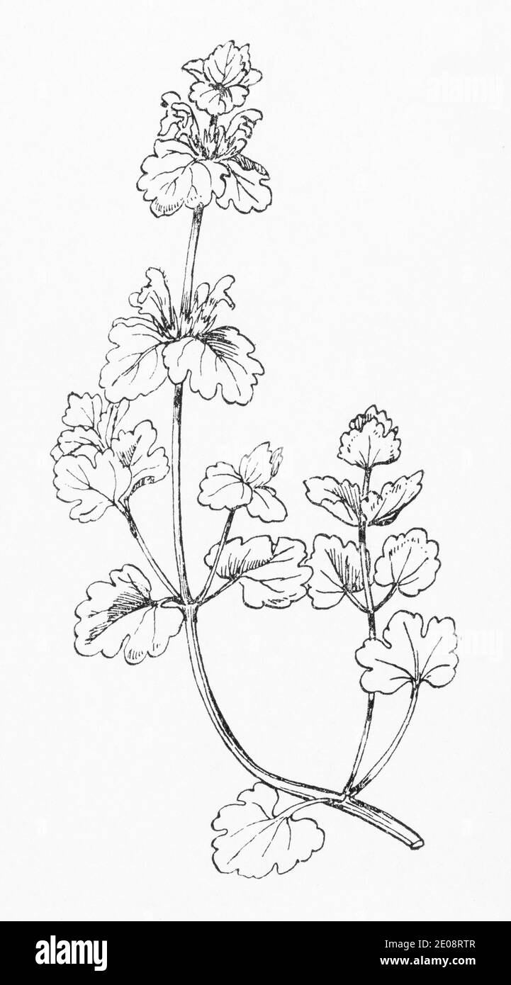 Ancienne gravure d'illustration botanique de Lamium ampelexicaule / Henbit Dead Nettle. Plante médicinale traditionnelle. Voir Remarques Banque D'Images