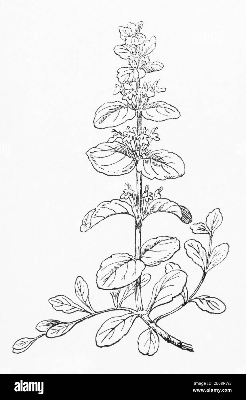 Ancienne gravure d'illustration botanique d'Ajuga reptans / Bugle. Plante médicinale traditionnelle. Voir Remarques Banque D'Images