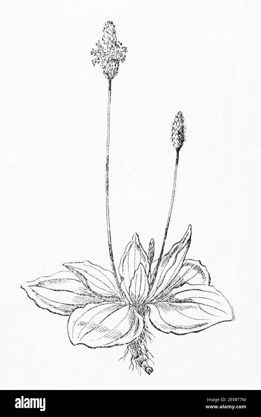 Ancienne gravure d'illustration botanique de Hoary Plantain / milieux Plantago. Plante médicinale traditionnelle. Voir Remarques Banque D'Images