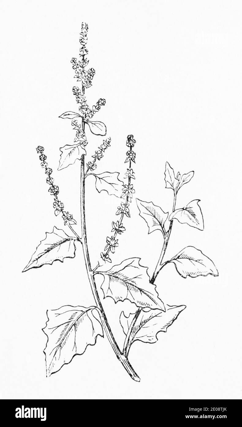 Ancienne gravure d'illustration botanique de l'orache de propagation / Atriplex prostrata, Atriplex deltoidea. Voir Remarques Banque D'Images