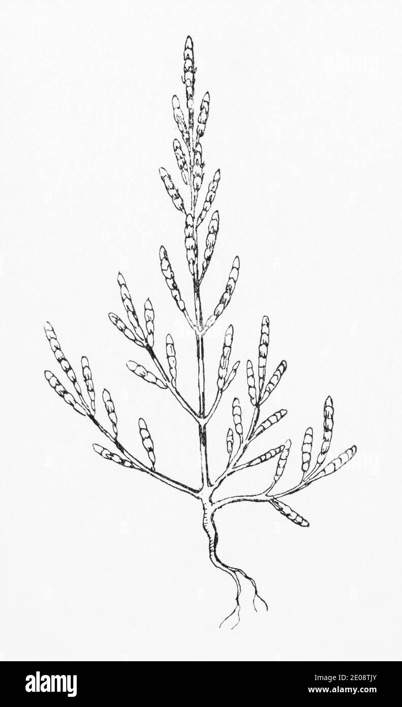 Ancienne gravure d'illustration botanique de Salicornia europaea / Glasswort. Marinés et utilisés comme nourriture sauvage pour aller avec des plats de poisson. Voir Remarques Banque D'Images