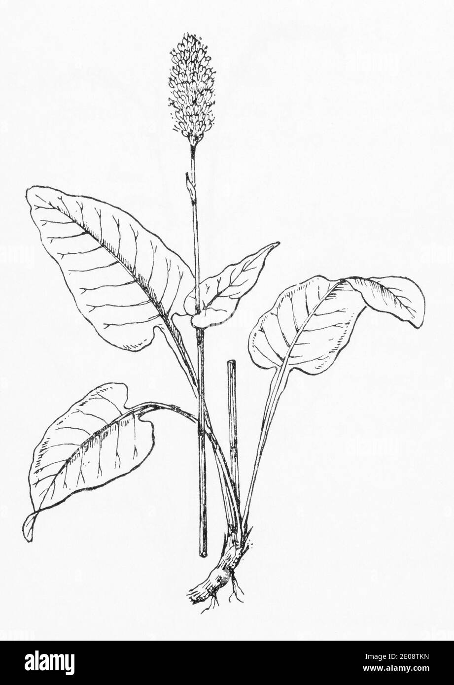 Ancienne gravure d'illustration botanique de Bistort / Polygonum bistorta. Plante médicinale traditionnelle. Voir Remarques Banque D'Images