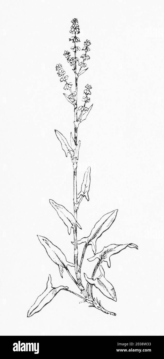 Ancienne gravure d'illustration botanique de Rumex acetosella / Sorrel de Sheep. Plante médicinale traditionnelle. Voir Remarques Banque D'Images