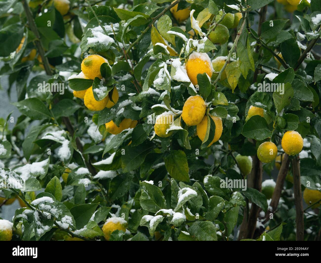 Groupe de fruits de citron mûrs jaunes biologiques sur un arbre branche couverte de neige en hiver Banque D'Images