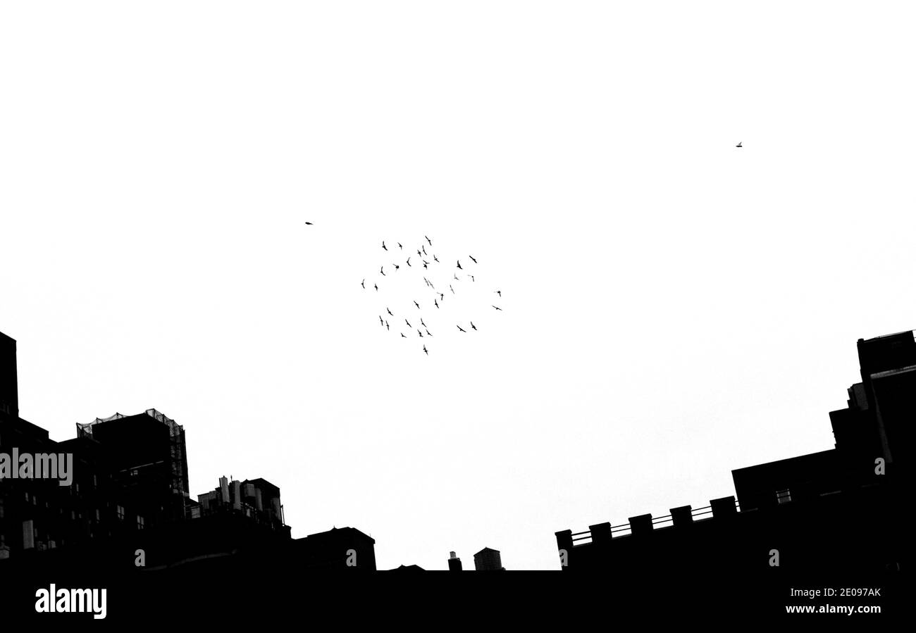 Troupeau de pigeons à Chelsea, à New York, le jeudi 24 décembre 2020. (© Richard B. Levine) Banque D'Images