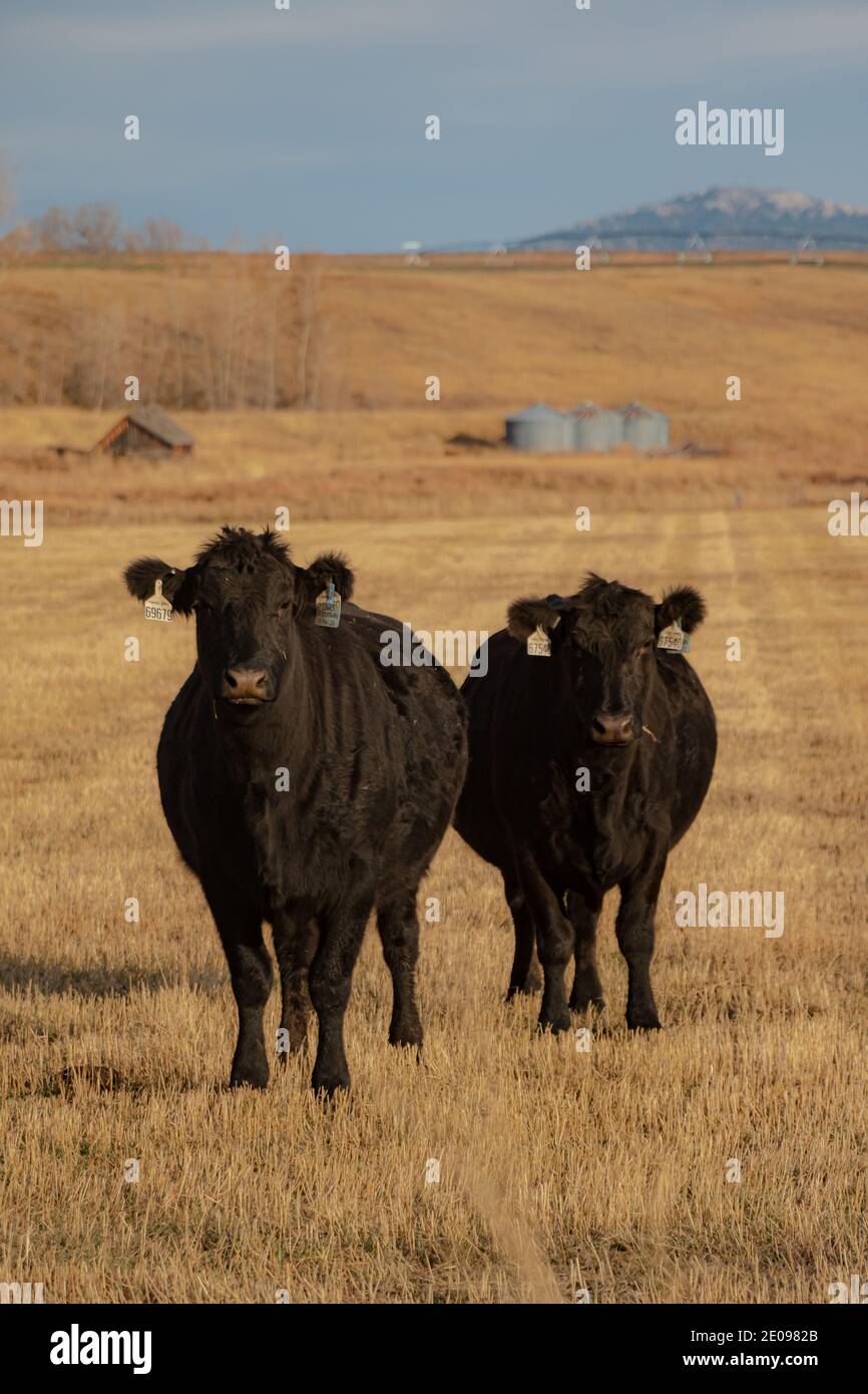 Vaches sur un Ranch Banque D'Images