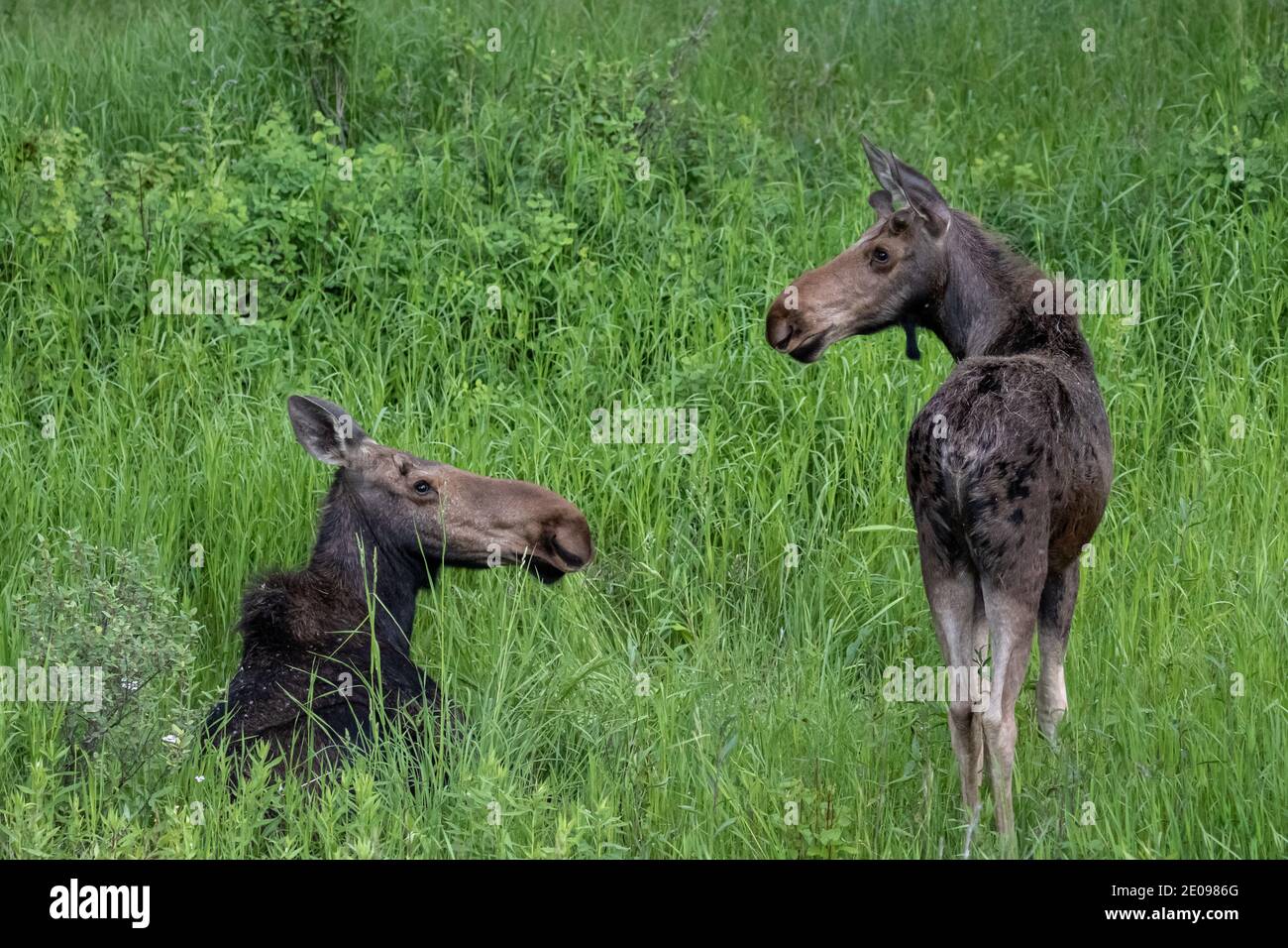 Grand Teton National Park Banque D'Images