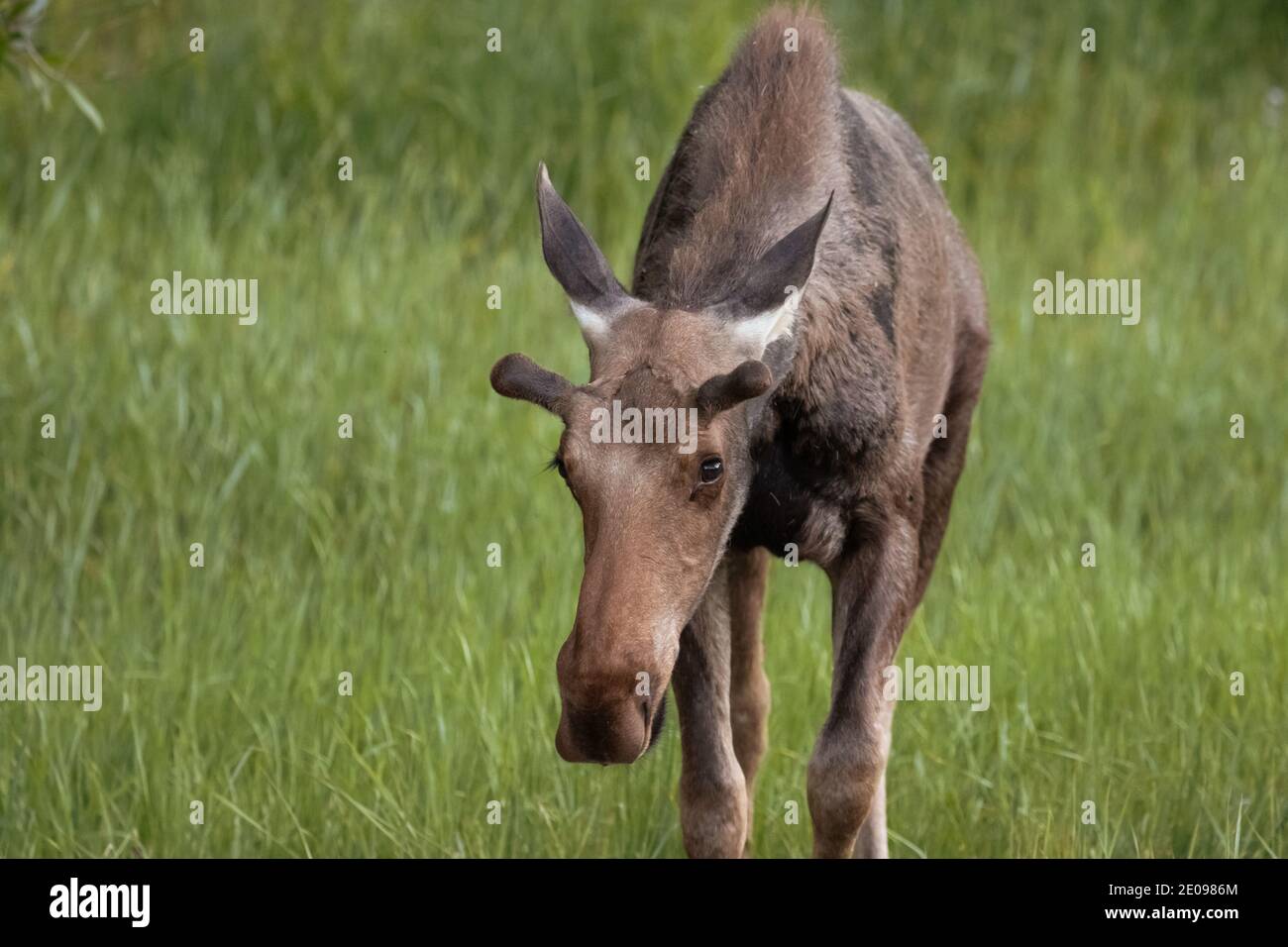 Grand Teton National Park Banque D'Images