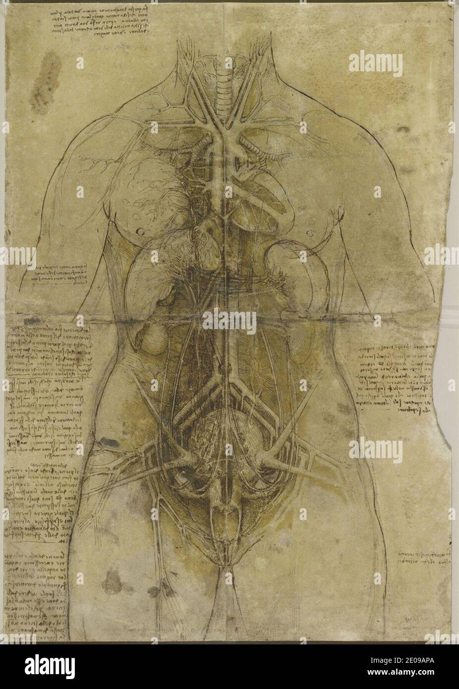 Leonardo da Vinci - le système cardiovasculaire et les principaux organes d'une femme, en 1509-10. Banque D'Images