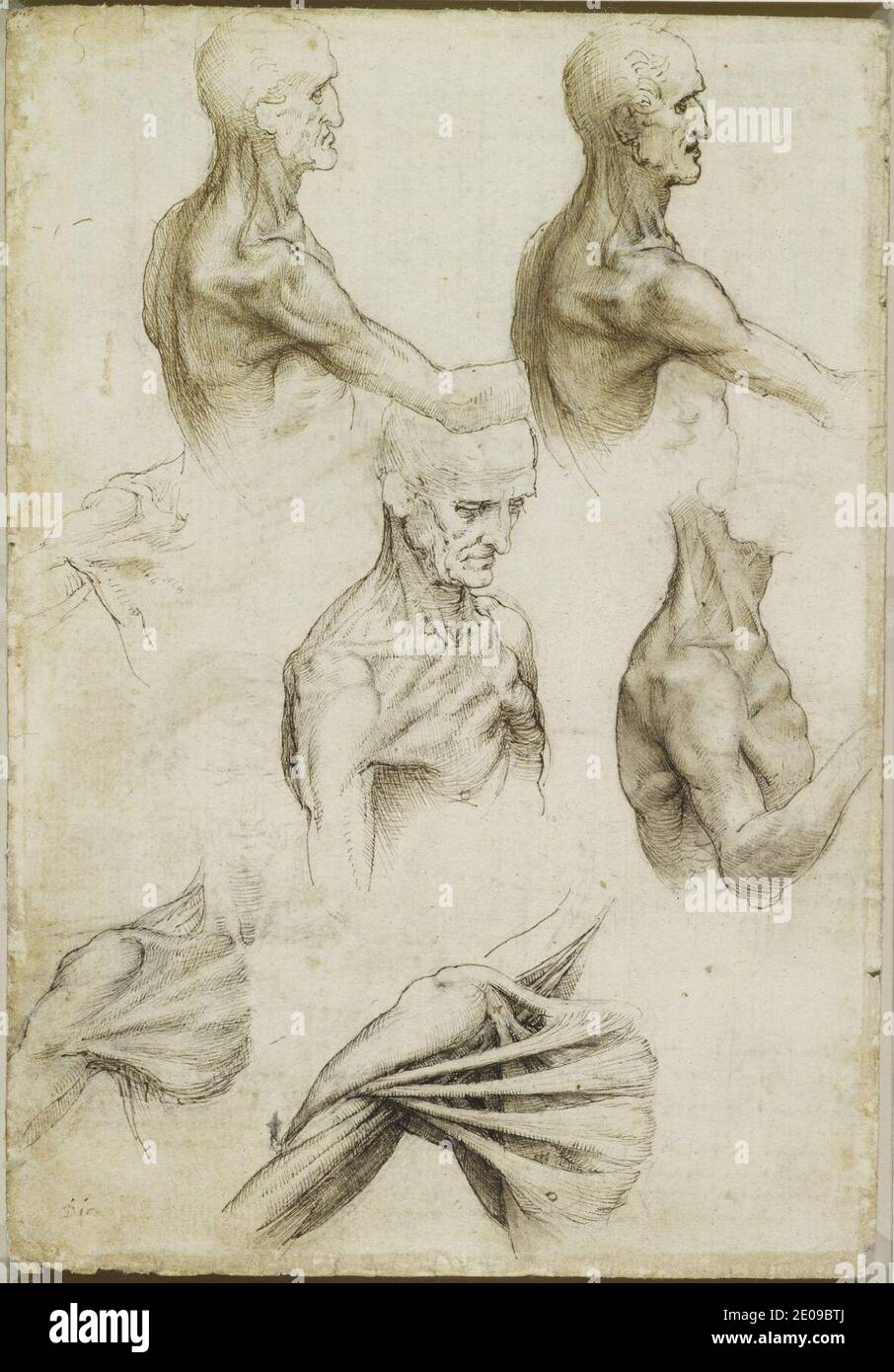 Millésime Anatomie LEONARDO da VINCIAnatomie superficielle de lépaule et du cou 14ème-15ème siècle Format A3 Papiers Brillants de 250g Affiches de Reproduction