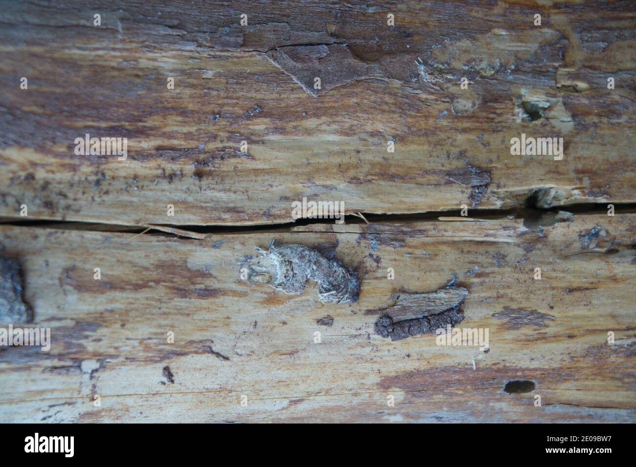 texture de la surface de l'écorce des arbres dans le parc national de espagne Banque D'Images