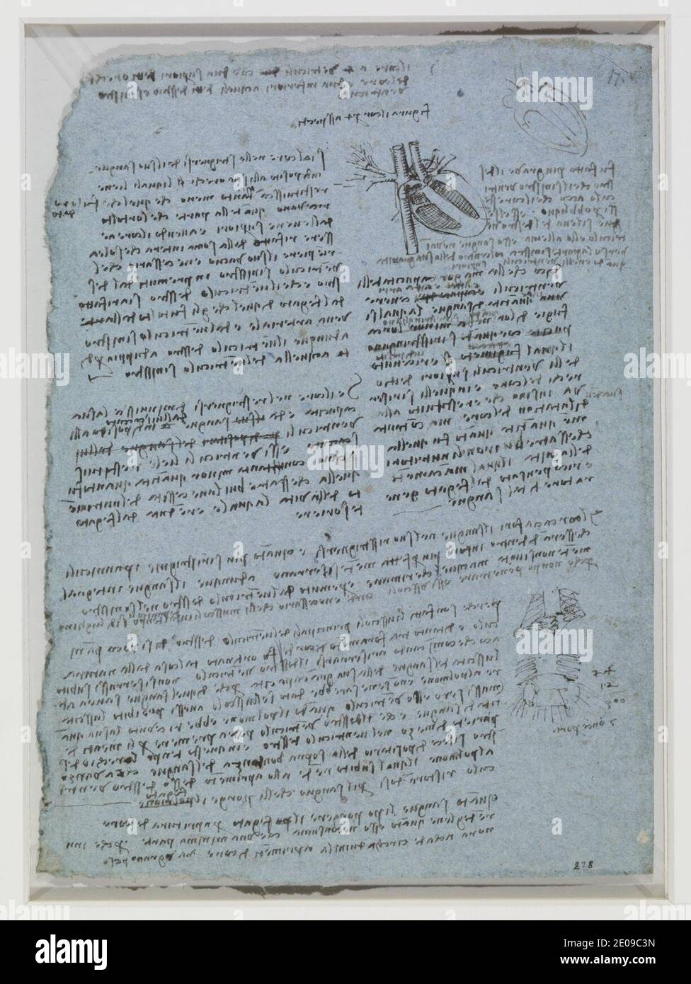 Leonardo da Vinci - Verso Etudes du mouvement du coeur c. 1511-13. Banque D'Images