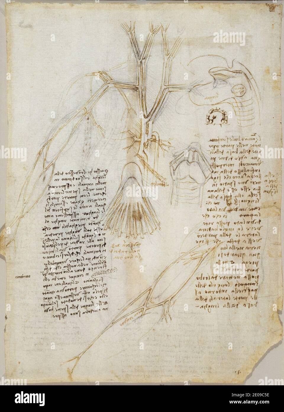 Leonardo da Vinci - Verso les principaux vaisseaux sanguins du thorax et les veines superficielles du bras, etc 1508-10. Banque D'Images