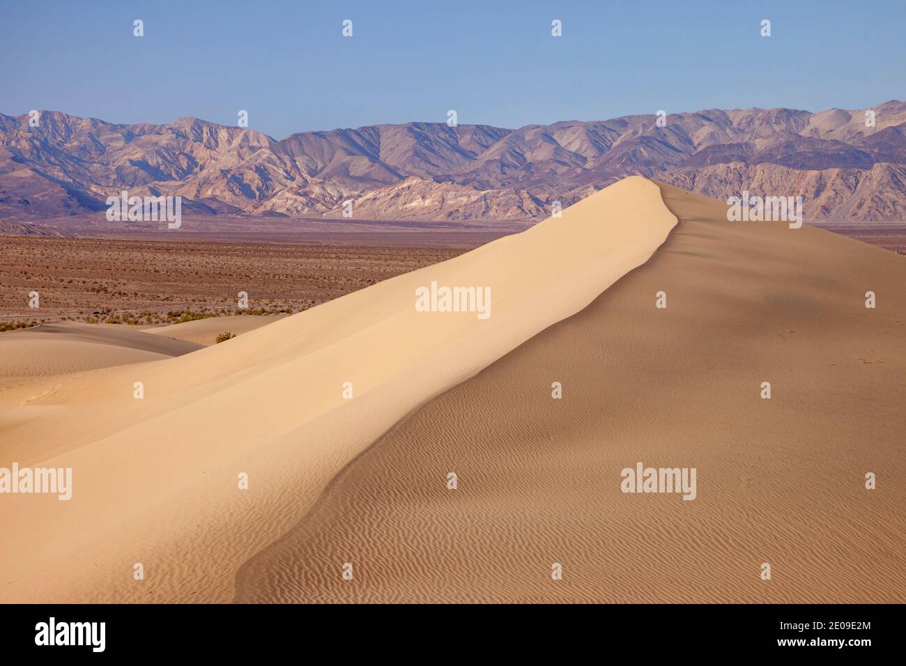 Mesquite Dunes à Stovepipe Wells, Death Valley National Park, California USA Banque D'Images