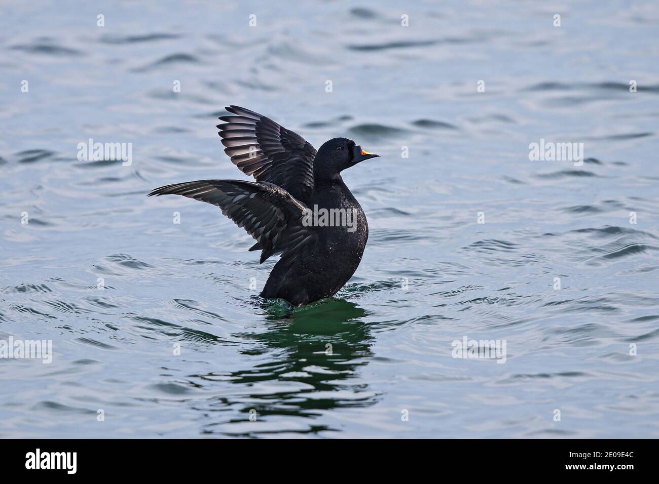 Scoter commun (Melanitta nigra), ailes de flopping mâles nageant dans la mer Baltique, Mecklembourg-Poméranie occidentale, Allemagne Banque D'Images