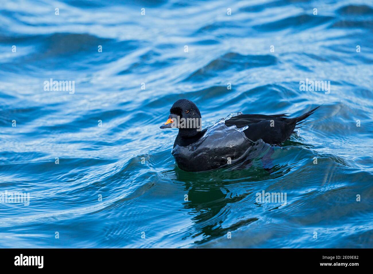 Ecossais (Melanitta nigra), nage masculine en mer Baltique, Mecklembourg-Poméranie occidentale, Allemagne Banque D'Images