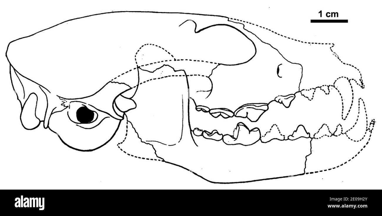 Leptocyon gregorii holotype AMNH 12879. Banque D'Images