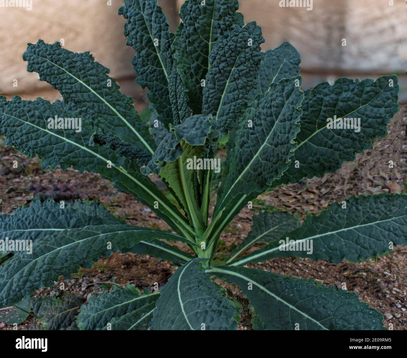 Une plante de Dinosaur Kale saine et biologique de couleur bleu-vert Banque D'Images