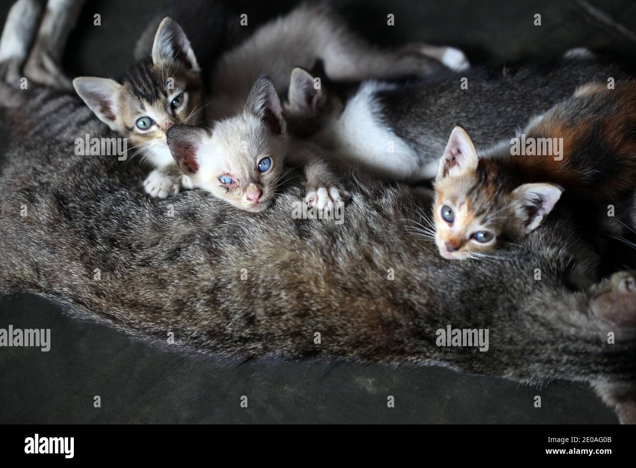 Maman Mere Chat Et Bebe Chat Chaton Les Chatons Se Detendent Sur Le Corps De Leur Mere Chat Allaitant Ses Petits Chatons Photo Stock Alamy