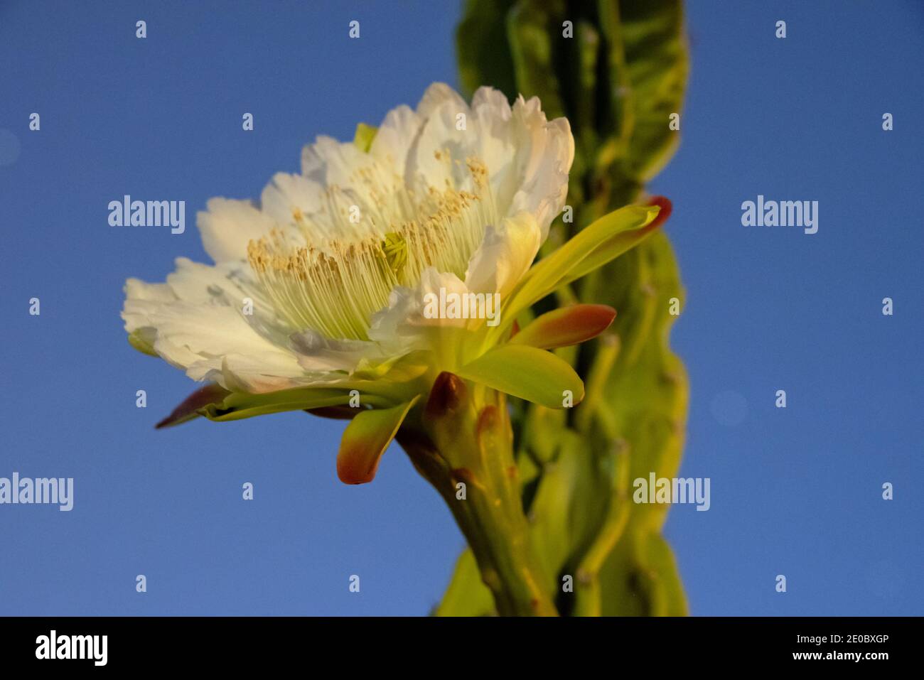 Cereus peruvianus monstrose cactus en fleurs nocturnes Banque D'Images