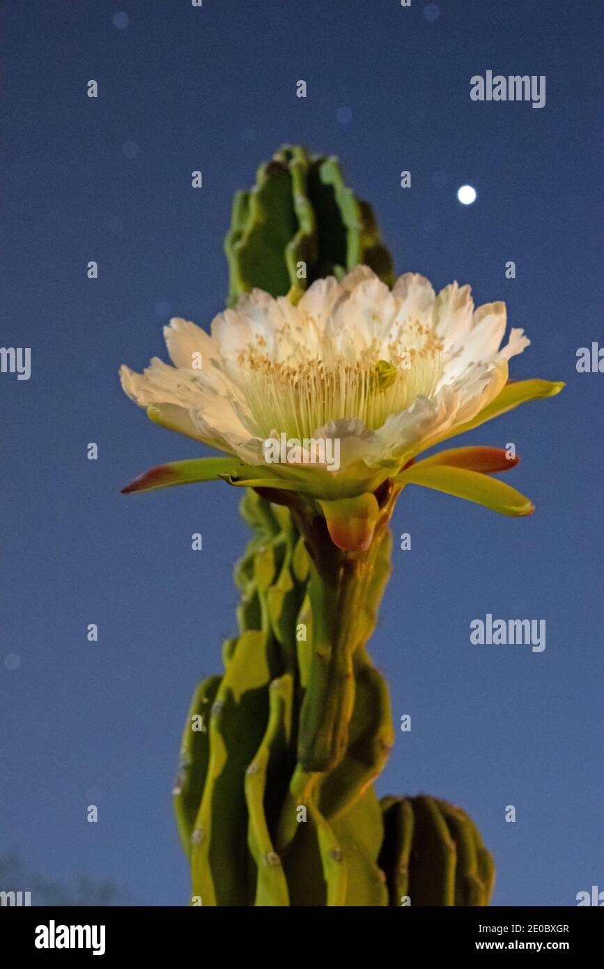 Cereus peruvianus monstrose cactus en fleurs nocturnes Banque D'Images