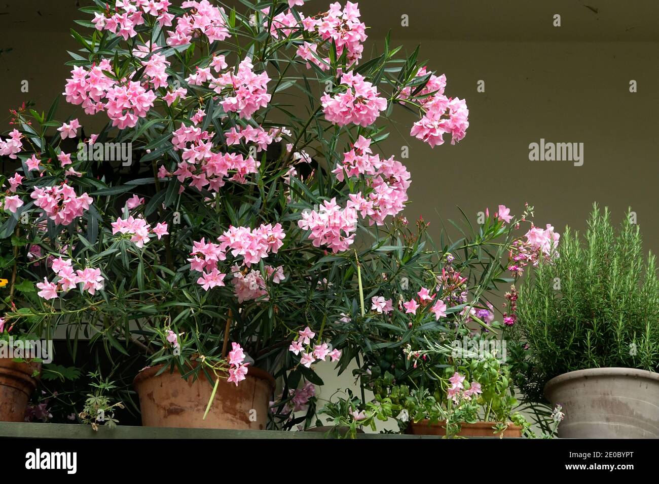 Balconnet des plantes, de l'oléander rose et des herbes dans des pots Banque D'Images