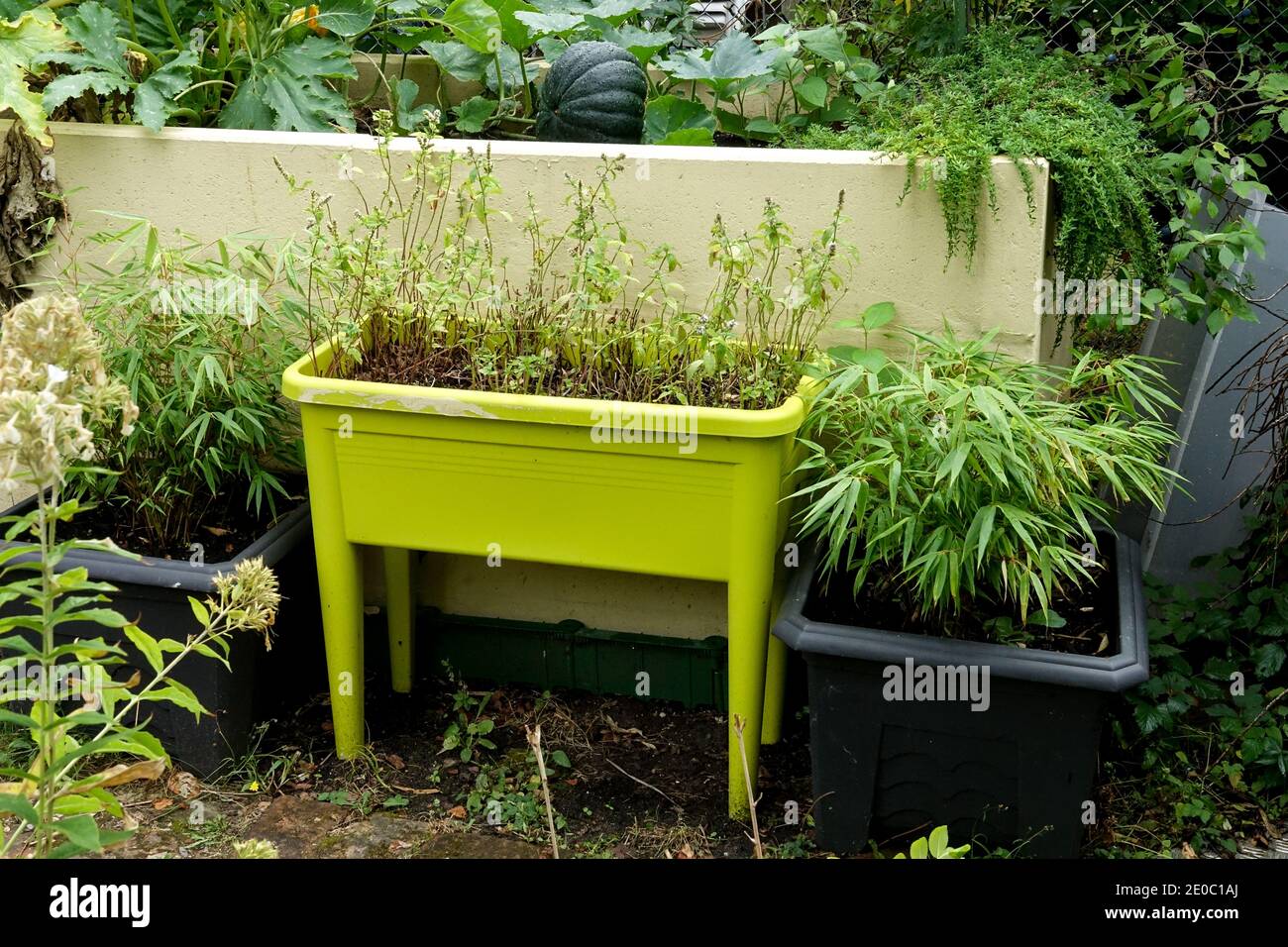 Herbes de jardin de banlieue dans le conteneur herbes jardin d'herbes jardin d'herbes pots pot d'herbes à la fin de l'été jardin d'allotissement plantes cultivant Permaculture Banque D'Images