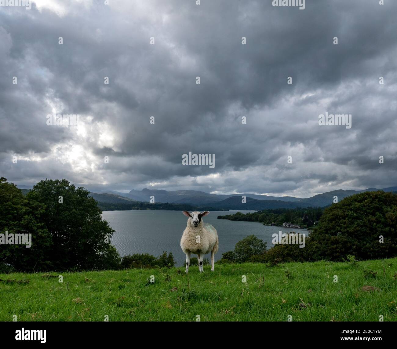 Des nuages de pluie s'accrochent au-dessus du lac Windermere dans le district des lacs anglais alors qu'un mouton noir et blanc se prépare à la pluie en juillet 2018. Banque D'Images