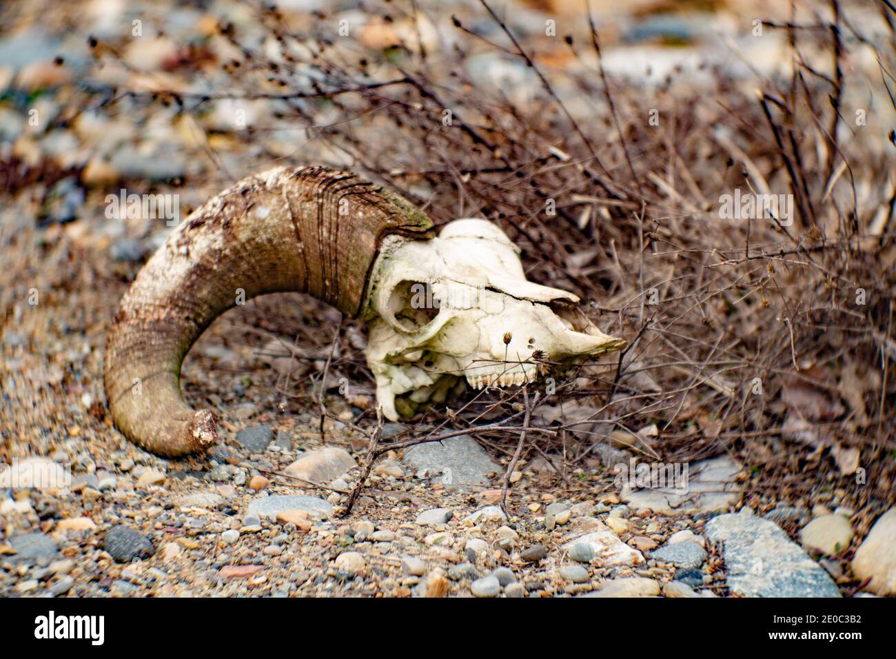 Un crâne de brebis gighorn sur un lit de gravier à Troy, Montana. (Ovis canadensis) Royaume: Animalia Phylum: Chordata classe: Mammalia ordre: Artiodactyla Fami Banque D'Images