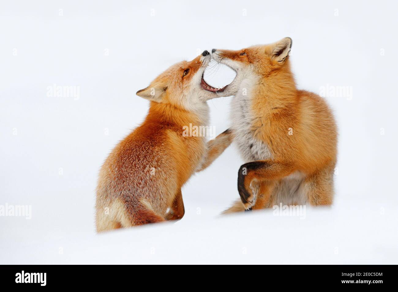 Paire de renards rouges jouant dans la neige. Moment amusant dans la nature. Scène hivernale avec animaux sauvages à fourrure d'orange. Scène de la faune de Hokkaido, Japon. Deux anim Banque D'Images