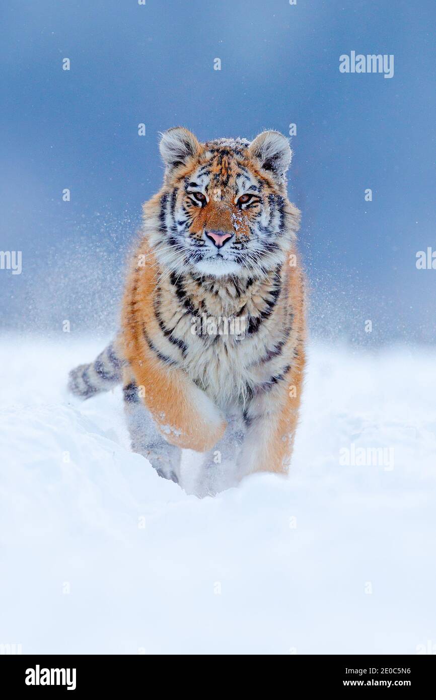 Tigre, hiver froid à la taïga, Russie. Flocons de neige avec chat d'Amour sauvage. Faune Russie. La neige du tigre se couche dans la nature sauvage de l'hiver. Tigre de Sibérie, action wil Banque D'Images