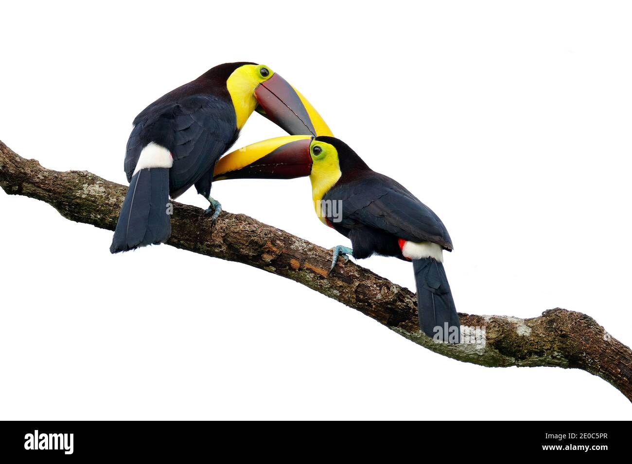 Tropic Costa Rica. Toucan de châtaignier en forme de mandibule assis sur la branche sous une pluie tropicale avec une jungle verte en arrière-plan. Scène sauvage de la nature avec be Banque D'Images