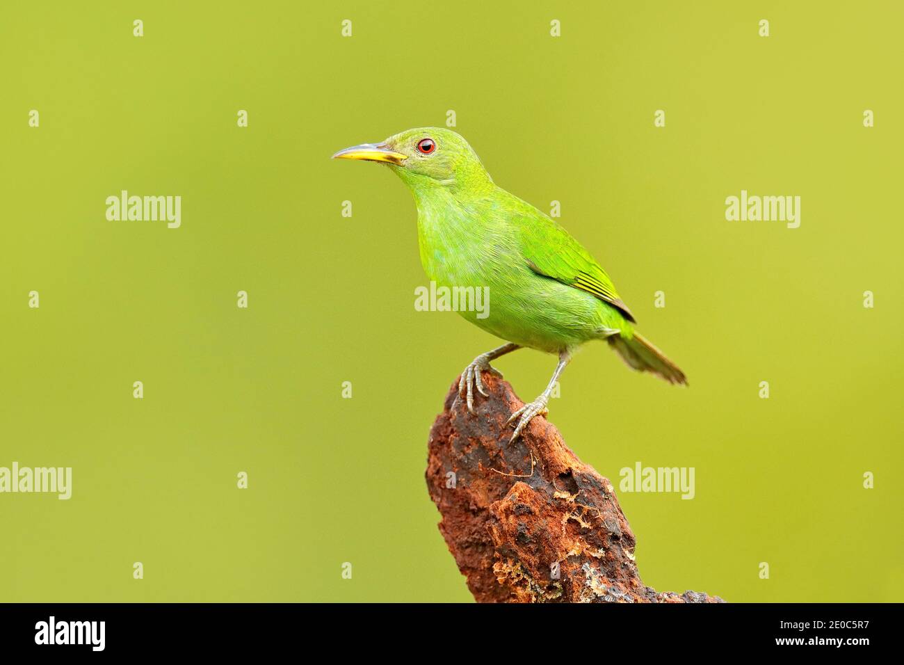 Green Honeyrampante, Chlorophanes spiza, Malachite exotique vert et bleu oiseau forme Costa Rica. Portrait en gros plan d'un animal agréable dans l'habitat. TW Banque D'Images