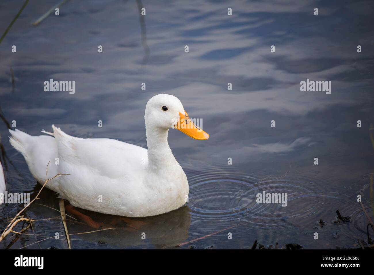 Pekin ou canard de Pekin blanc flottant sur l'étang de près Banque D'Images