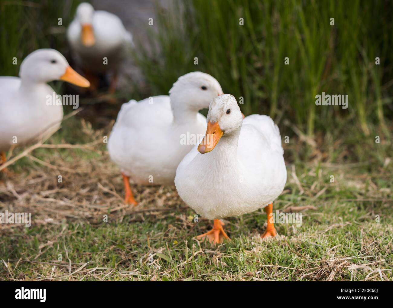 Canards Pekin ou White Pekin marchant vers l'appareil photo Banque D'Images