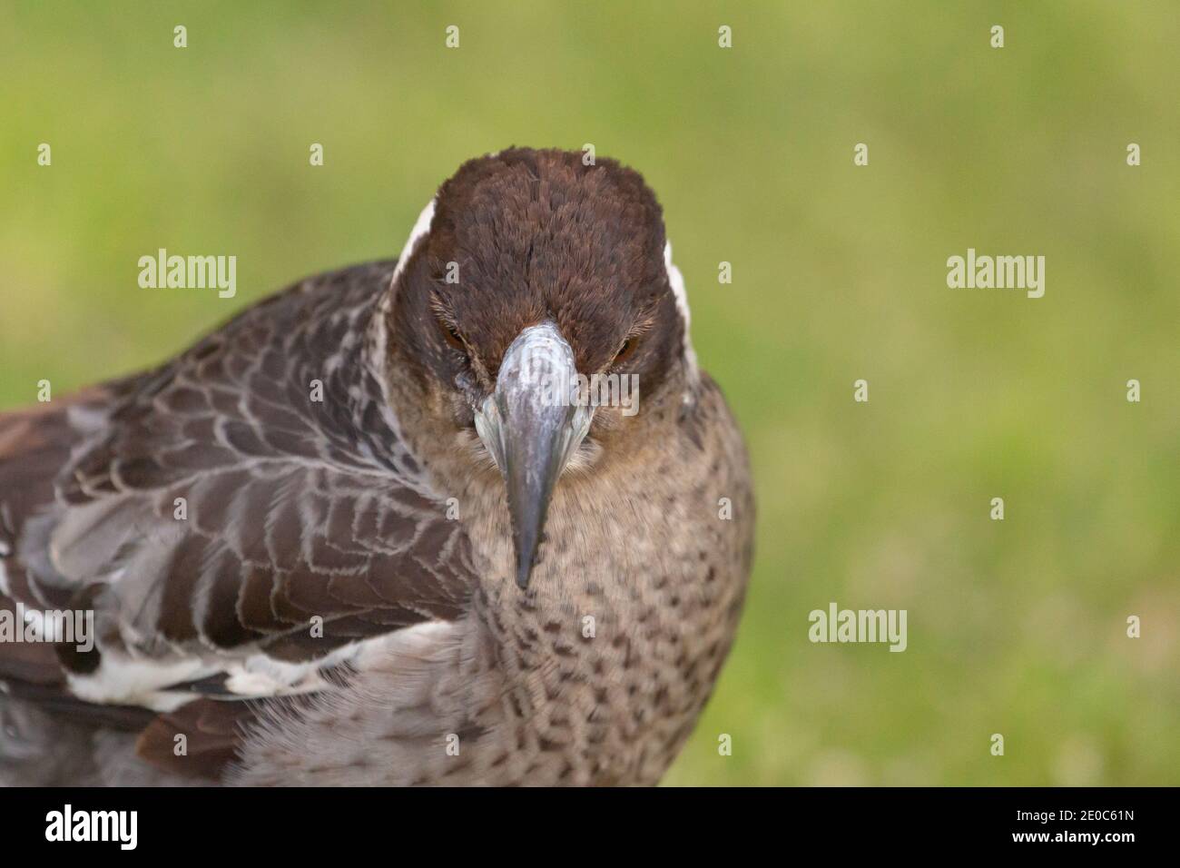 Gros plan de Head and Beak of an Australian Magpie (Gymnorhina tibicen) vu à Albany en Australie occidentale Banque D'Images