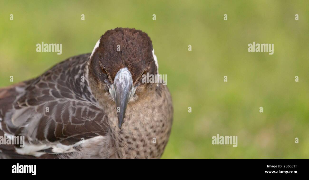 Gros plan de Head and Beak of an Australian Magpie (Gymnorhina tibicen) vu à Albany en Australie occidentale Banque D'Images
