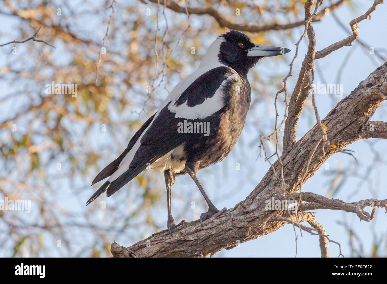 Magpie australienne (Gymnorhina tibicen) vue à Albany, Australie occidentale Banque D'Images