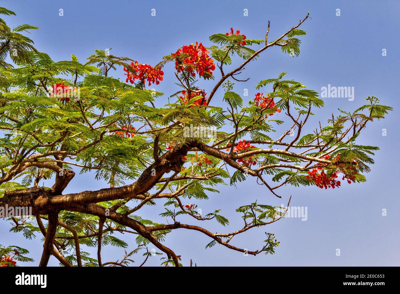 INDE KOCHI COCHIN LES SPECTACULAIRES FLEURS ROUGES DE LA FLAMME ARBRE Delonix regia Banque D'Images