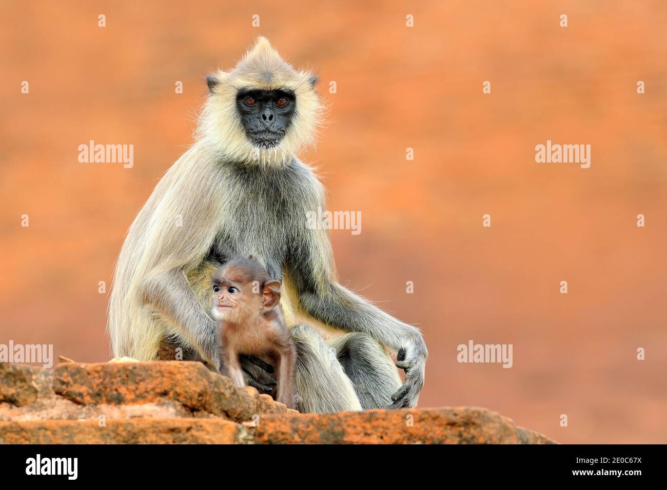 Faune du Sri Lanka, portrait de singe détaillé Common Langur, Semnopithecus entellus. Monkey se dirige sur le bâtiment de briques orange, la faune urbaine. Banque D'Images