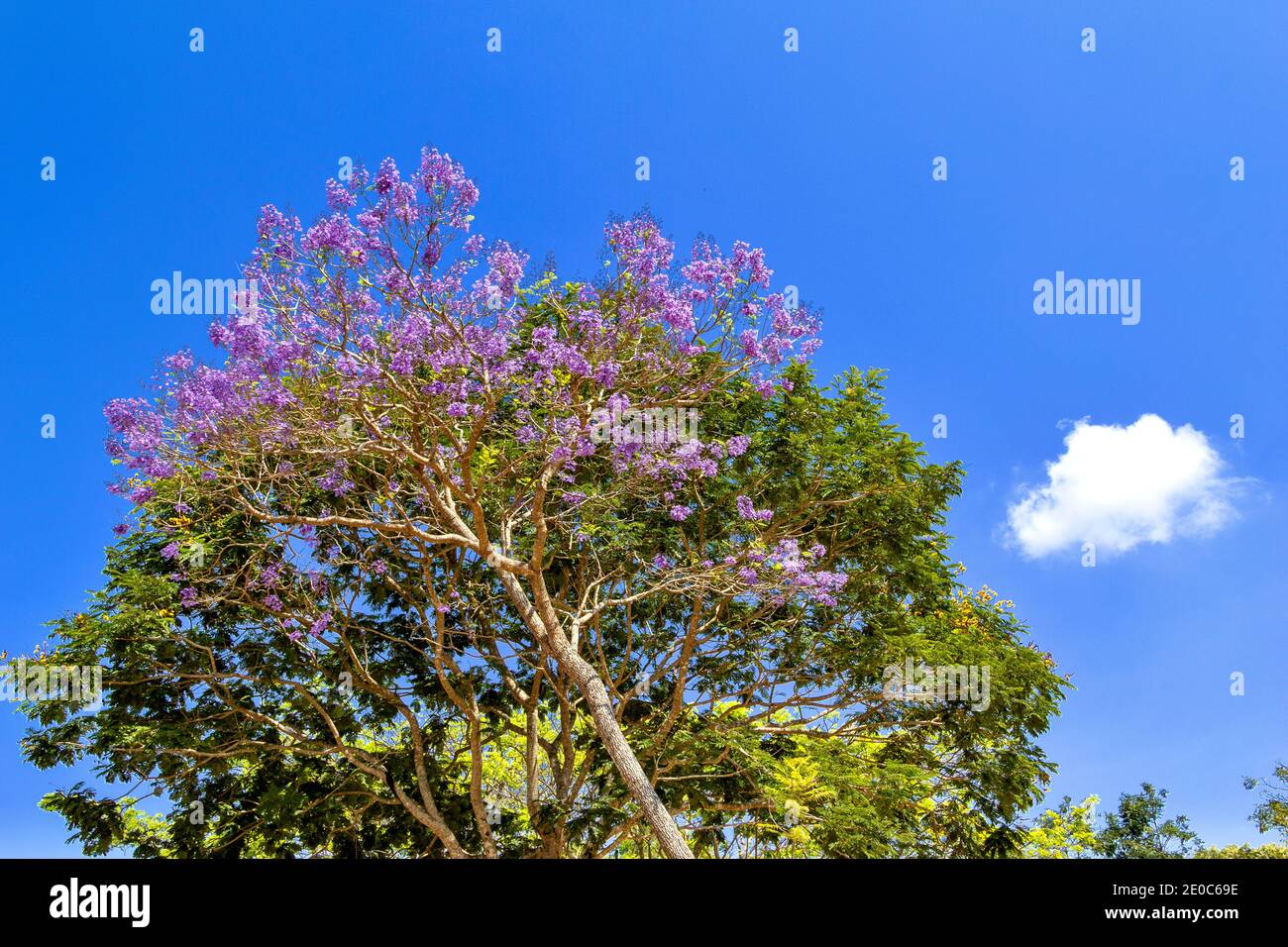 JACARANDA JACARANDA MIMOSIFOLIA BRANCHES DE L'ARBRE PLEIN DE FLEURS EN INDE Banque D'Images