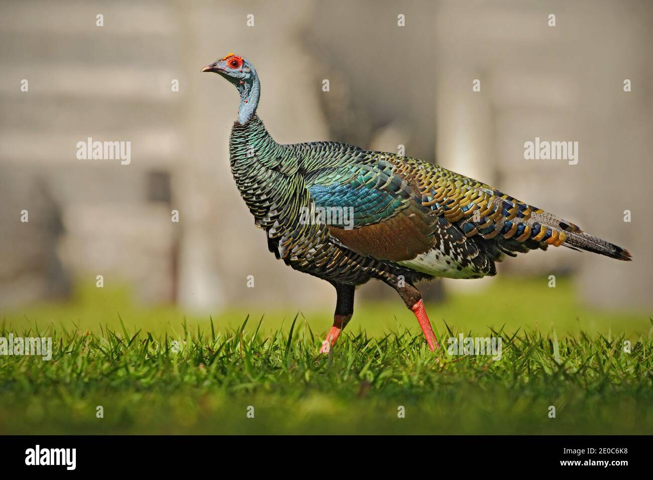 dinde ocellée, Meleagris ocellata, oiseau bizar rare, Parc national de Tikal, Gutemala. Scène sauvage de la nature. Oiseau avec verrue rouge dans l'habitat de la nature Banque D'Images