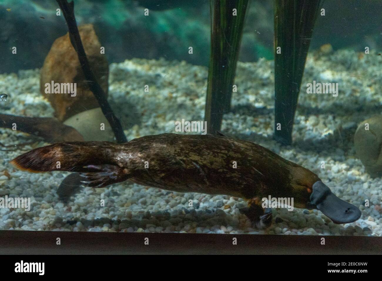 Ornithorynque dans un aquarium de Tasmanie, en Australie Banque D'Images